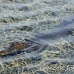 crocodile_american_chiq_jar_h_0056_cub1519.jpg